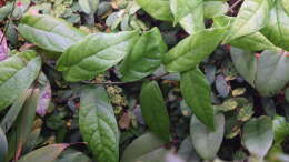 Ficus sagittata