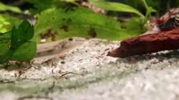 Besatz im Aquarium Im Reich der Halbschnäbler und Pferdekopfschmerlen