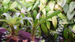 Neoregelia ampullacea var. Tigrina