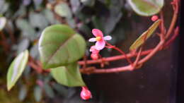 Begonia schulzii