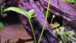 Anubias hastifolia