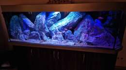 Dekoration im Aquarium Malawibiotop