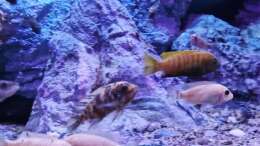 Besatz im Aquarium Malawibiotop