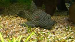 Foto mit Panaque Nigrolineatus