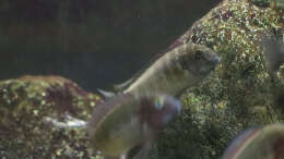 Tropheus chaitika (Blue Rainbow)
