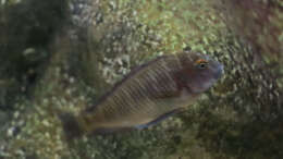 Tropheus chaitika (Blue Rainbow)