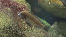 Tropheus chaitika (Blue Rainbow)