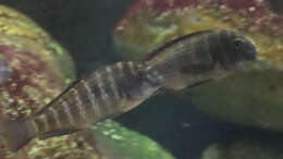 Tropheus chaitika (Blue Rainbow)