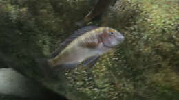 Tropheus chaitika (Blue Rainbow)