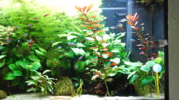 Pflanzen im Aquarium Phoenix 240