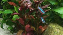 Ludwigia 