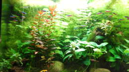 Anubias,Bucephelandra,Ceratophyllum,Limnophila,Ludwigia