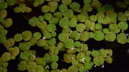 Foto mit Phyllanthus fluitans, Schwimmende Wolfsmilch