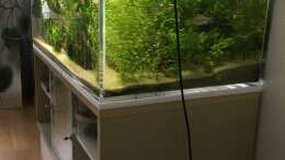 Rotala Rotundifolia 