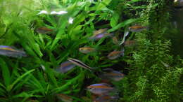 Besatz im Aquarium Kongo 390