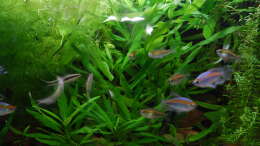 Besatz im Aquarium Kongo 390