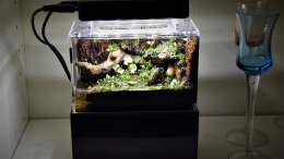 Aquarium 13 x 7,5 x 8 cm aufgelöst
