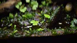 Hydrocotyle tripartita