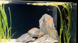 aquarium-von-sylan-projekt-tanganjika-2500-aufgeloest_