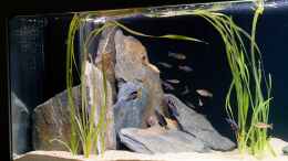 aquarium-von-sylan-projekt-tanganjika-2500-aufgeloest_