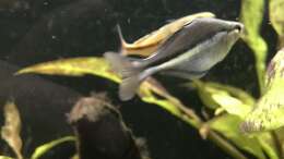Foto mit 15.12.23 Melanotaenia lacustris Männchen 2