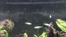 03.02.2022 Phenacogrammus aurantiacus