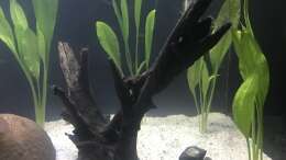 aquarium-von-herkla-kongo-river_28.09.24 Moorkienwurzel rechts