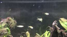 03.02.2022 Phenacogrammus aurantiacus 3