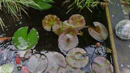 aquarium-von-hotu-hochteich_Teich