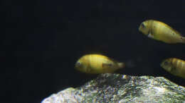 Tropheus kiriza yellow