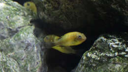 Tropheus kiriza yellow