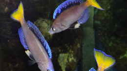 Foto mit Cyprichromis leptosoma ´Mpulungu´