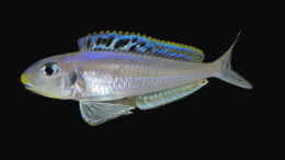 Foto mit Xenotilapia bathyphilus ´Congo blue Princess´