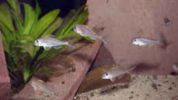 Foto mit Xenotilapia nigrolabiata ´red princess´ 