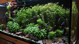 aquarium-von-peter-peter-juwel-rio-180_Aquarium RIO 180 am 24.03.2025