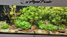 aquarium-von-peter-peter-juwel-rio-180_Aquarium RIO 180 am 08.03.2025