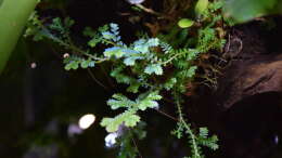 Selanginella kraussiana