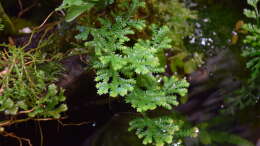 Selanginella kraussiana