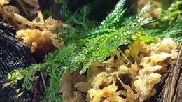 Selaginella kraussiana