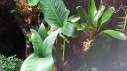Anubias hastifolia