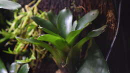 Neoregelia mephisto
