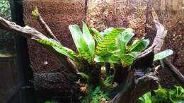 Neoregelia punctatissima var. wide leaf