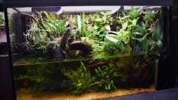 Aquarium Amazonas