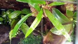 Pyrrosia lanceolata
