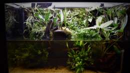 Aquarium Amazonas