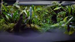 Aquarium Amazonas
