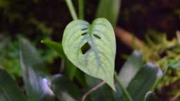 Monstera acuminata