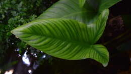 Foto mit Anubias hastifolia