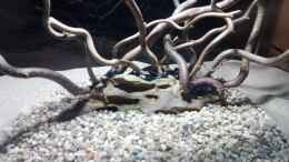 aquarium-von-torsten-bullmahn-54er-scape---wood-stone_