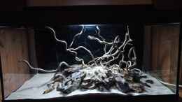aquarium-von-torsten-bullmahn-54er-scape---wood-stone_